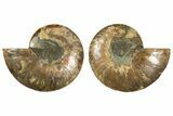 Cut & Polished, Agatized Ammonite Fossil - Madagascar #308727-1